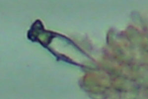 Strobilurus esculentus Fichtenzapfenruebling Zystiden mit Kristallen