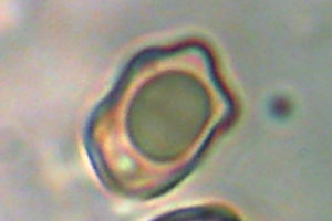 Inocybe fibrosa Weisser Risspilz hoeckerfoermige Sporen