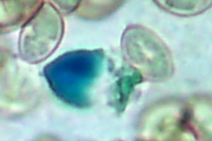 Hypholoma myosotis Klebriger Schwefelkopf Chrysozystide